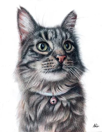 realistic colored pencil drawing gray cat