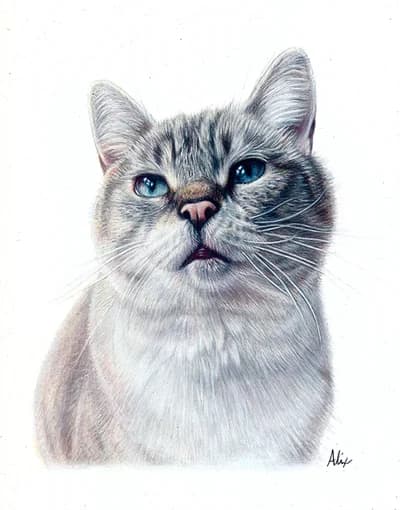 realistic colored pencil portrait custom gray tabby