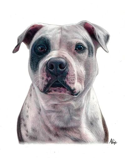 realistic colored pencil portrait of a black and white dog