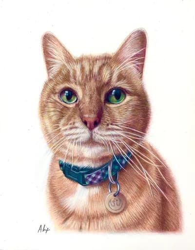 realistic colored pencil portrait of orange tabby cat