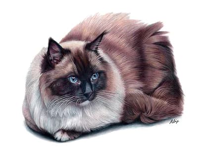 realistic colored pencil portrait ragdoll cat