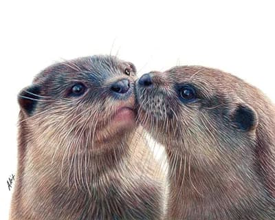 realistic colored pencil widlife art of two otters