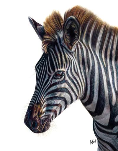 realistic colored pencil wildlife drawing of a zebra