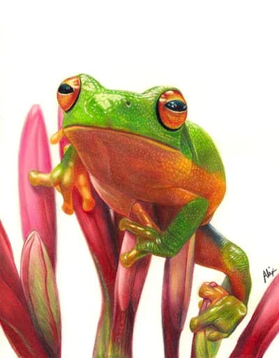 realistic colorful tree frog colored pencil wildlife art