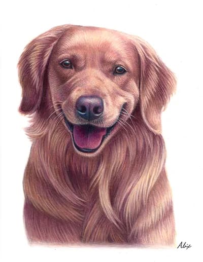 realistic golden retriever colored pencil drawing