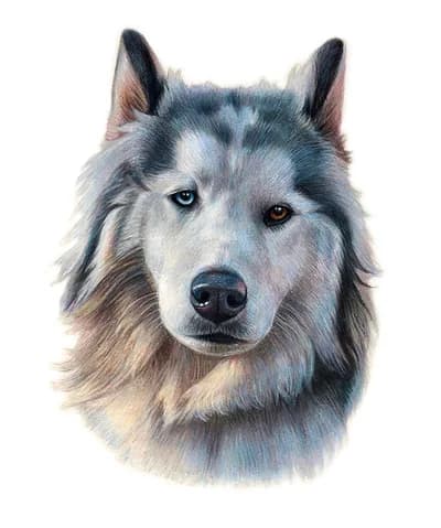 realistic husky colored pencil drawing