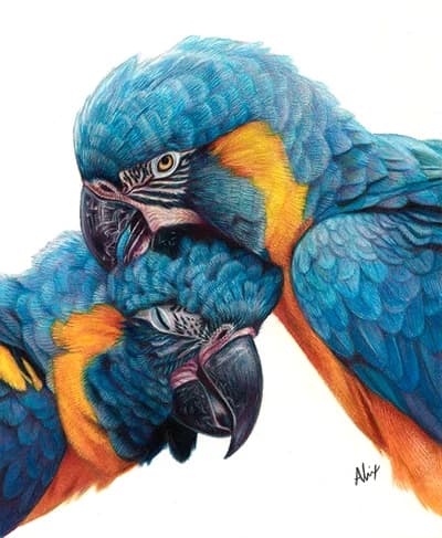 realistic vibrant wildlife colored pencil portrait of two macaws
