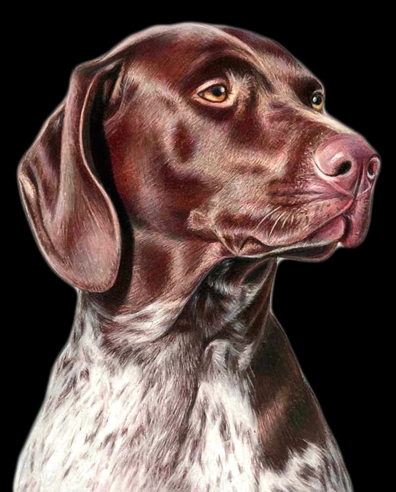 Colored pencil drawing of a short-haired pointer.